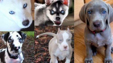 10 plemien psov s modrými očami
