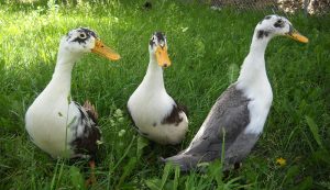 Ancona cría patos para la producción de huevos