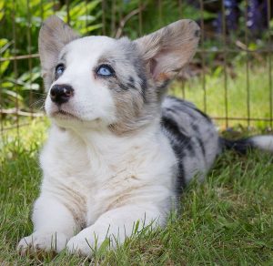Cardigan Welsh Corgi - Pies z niebieskimi oczami