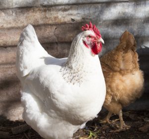 6. Leghorn av de bästa kycklingraserna för äggläggning