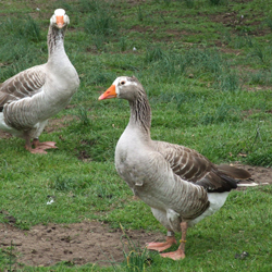 The Pilgrim Goose - Gęsi na mięso i jaja