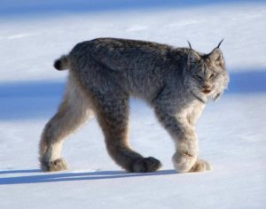 Lynx Nejnebezpečnější plemena koček v Kanadě