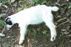7.Myotonická koza pemien koza pro produkci mléka masa  