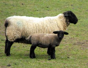 Chovaná plemena ovcí Suffolk  