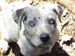   Louisianský leopardí pes s modrýma očima plemena psů s modrýma očima