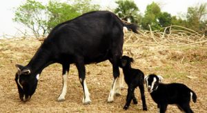 8.Cabra negra de Bengala cabra pemien para producción de leche carne  