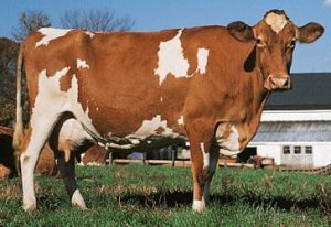 Guernsey pemeno krav plemien hovädzieho dobytka na mlieko