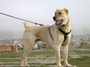 Kuchi - Najpopularniejsze rasy psów bojowych