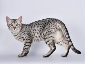 Egyptian Mau najstaršie plemená mačiek