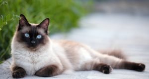 Najstarsze rasy kotów na świecie Kot syjamski