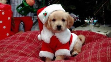 Top 10 vianočných filmov o psoch