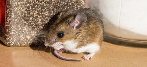 Jak sprawdzić, czy mam mysz w domu, aby pozbyć się myszy w domu?