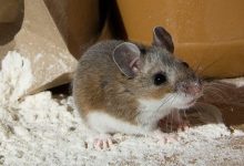 ako sa zbaviť myši v dome a byte