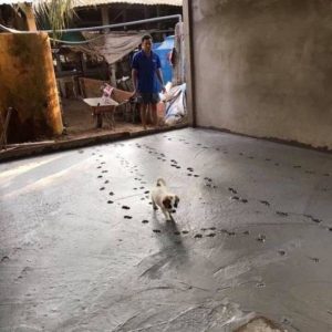 pes v betonu