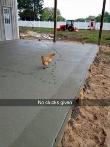 kuře v betonu