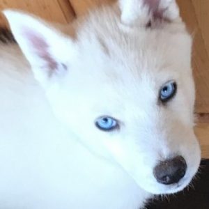Husky siberiano de ojos azules y pelaje blanco