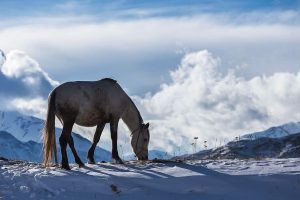 kon priroda v zime jazda na koni v zime