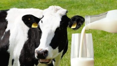 najlepšie kravy chovane na mlieko
