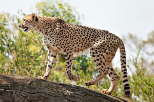 1. Gepard Nejrychlejší zvíře na světě