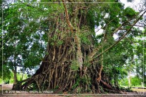 Największe i najstarsze drzewa 1. Drzewo Balete (Filipiny)