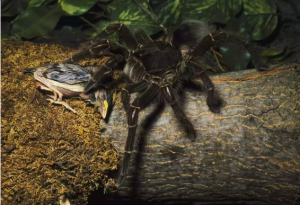 Theraphosa blondi Największe pająki świata Największy pająk świata