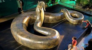 Titanoboa Najväčšie hady na svete Najväčší had na svete