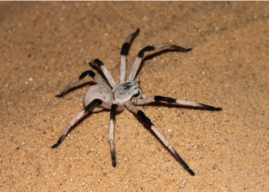 Cerbalus aravaensis Największy pająk na świecie