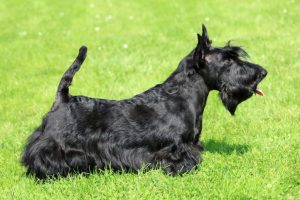 Scottish Terrier-hund som inte kryper