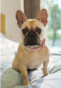 2. Bulldog francés Perro de apartamento  