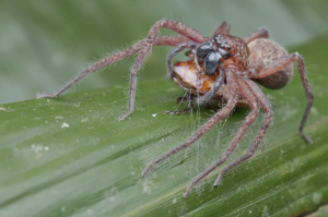Heteropoda maxima Najväčšie pavúky na svete najväčší pavúk