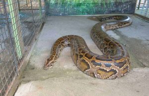 Pytón mriežkovaný Najväčšie hady na svete Najväčší had na svete