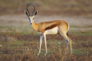 Antilopa Nejrychlejší zvíře na světě