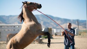 The Mustang  Filmy o koňoch : Top 10