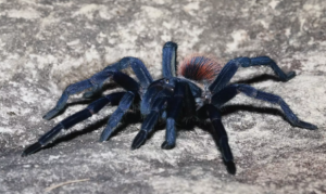 Lasiodora parahybana Världens största spindlar Världens största spindel