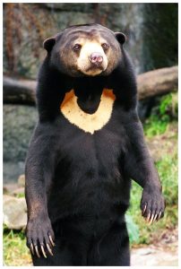 Medveď malajský