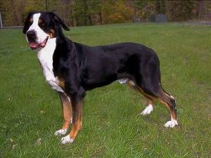 Veľký švajčiarsky salašný pes Švajčiarske plemená psov