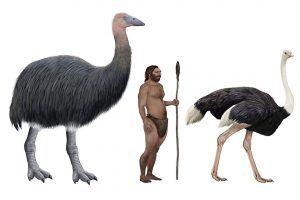   Vuronovidae (ptaki słoniowate) Wymarłe zwierzęta