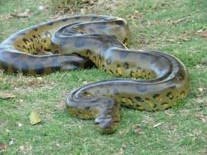   Anakonda tmavá Největší hadi na světě Největší had na světě