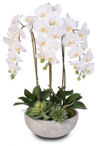 Bílé orchideje
