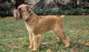 Bruselský grifonek Neplazí psi : 15 hypoalergenních plemen psů