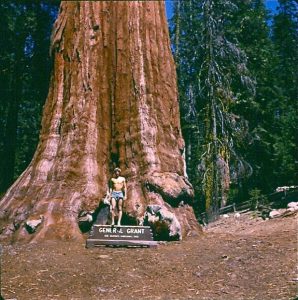   General Grant (USA, Kalifornie ) Největší strom světa  největší a nejstarší stromy