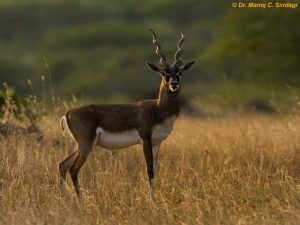 Antilopa Nejrychlejší zvíře na světě - top 10 nejrychlejších zvířat