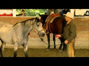 Buck-filmer om hästar : Topp 10