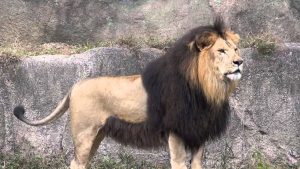 Lev berberský Vyhynuté zvieratá