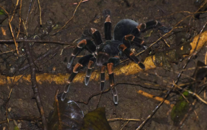Megaphobema robustum Największe pająki świata Największy pająk świata