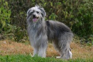 Portugalský ovčiarsky pes Portugalské plemená psov 