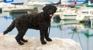  Portugalský vodný pes Neplznúce psy : 15 hypoalergénnych plemien psov