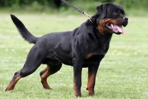 Rottweiler - rasy psów niemieckich