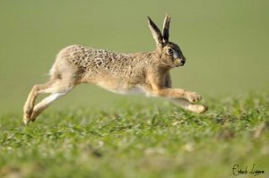 zajac Najrýchlejšie zviera na svete - top 10 najrýchlejších zvierat