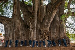   Ficus i Lomteuheakale (Vanuatu, Tafea) Världens största träd  största och äldsta träd